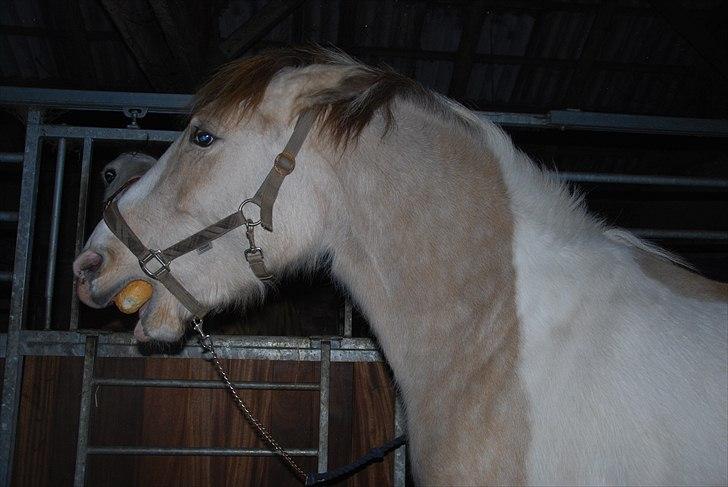 Anden særlig race sybelle (SOLGT) billede 9