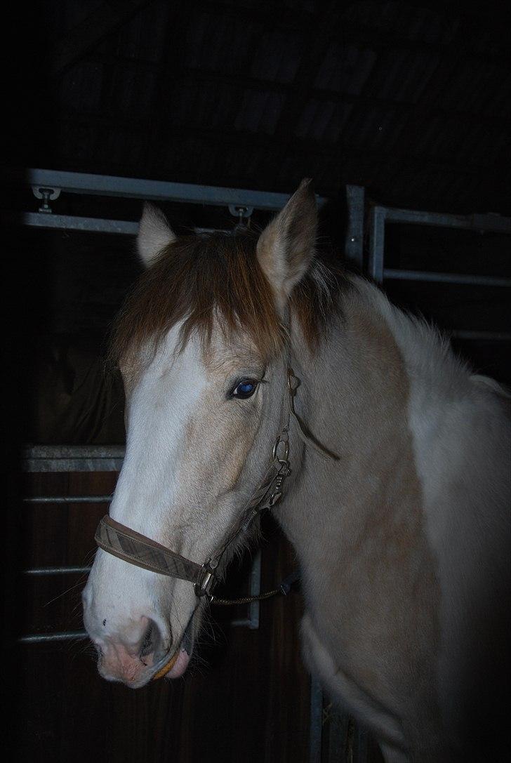 Anden særlig race sybelle (SOLGT) billede 10