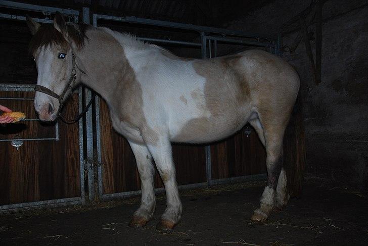 Anden særlig race sybelle (SOLGT) billede 11