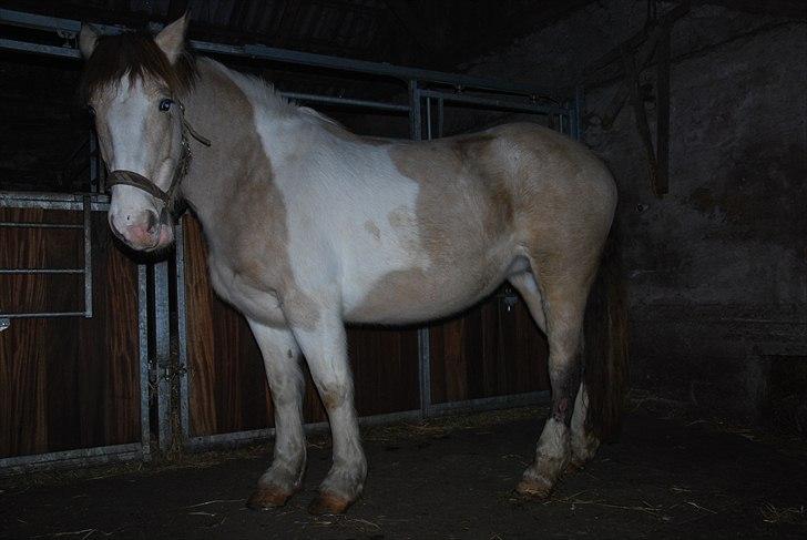 Anden særlig race sybelle (SOLGT) billede 12