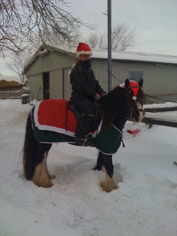 Irish Cob Chip billede 13