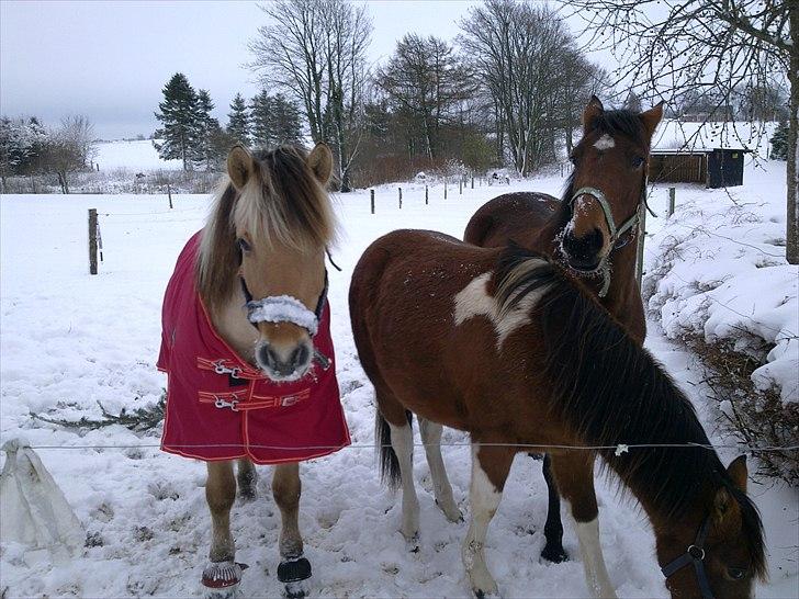 Fjordhest Chaplin - Snemulen på fold med de andre (: billede 5