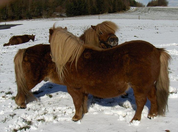 Shetlænder Thor - Thor med sin gode ven Odin<3 billede 1