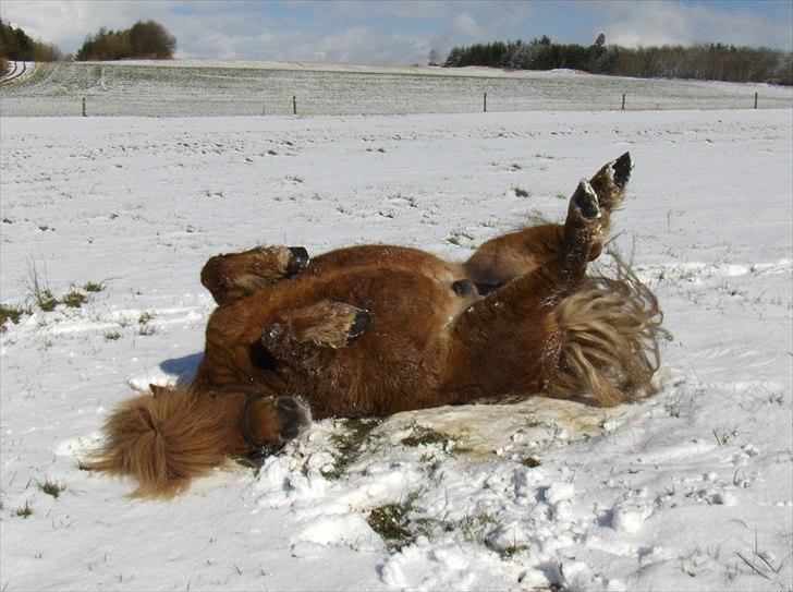 Shetlænder Thor - Thor elsker sne:P billede 2