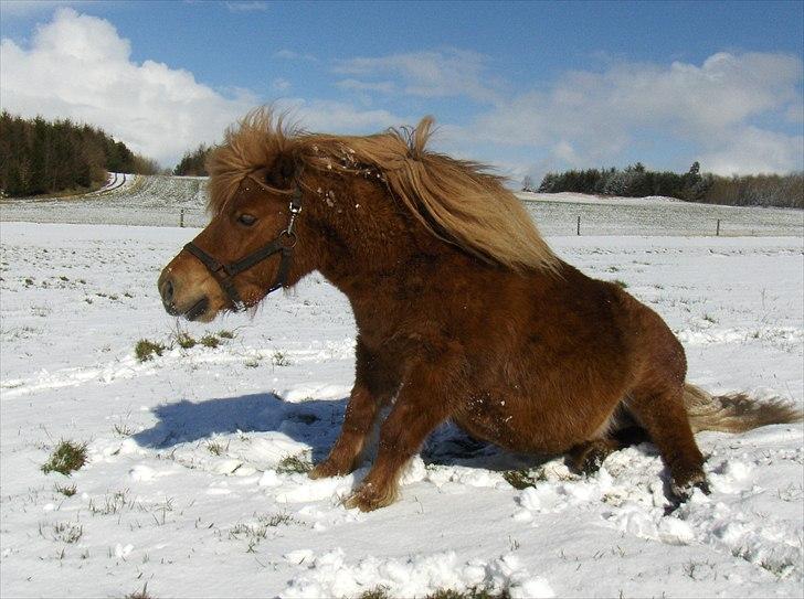 Shetlænder Thor - Søde Thor<3 billede 3