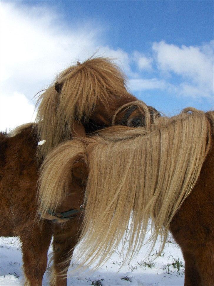 Shetlænder Thor - Nuurh hvor er de søde<3 billede 4