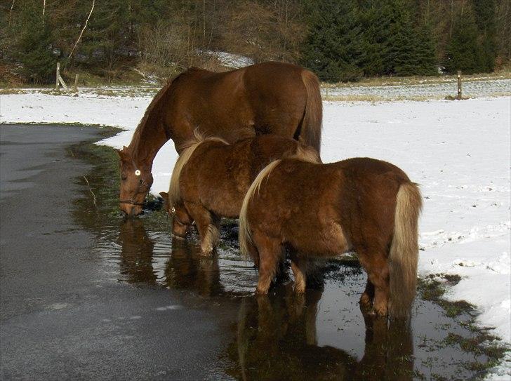 Shetlænder Thor - Thor, Odin og en hest jeg ikke kender:P billede 5