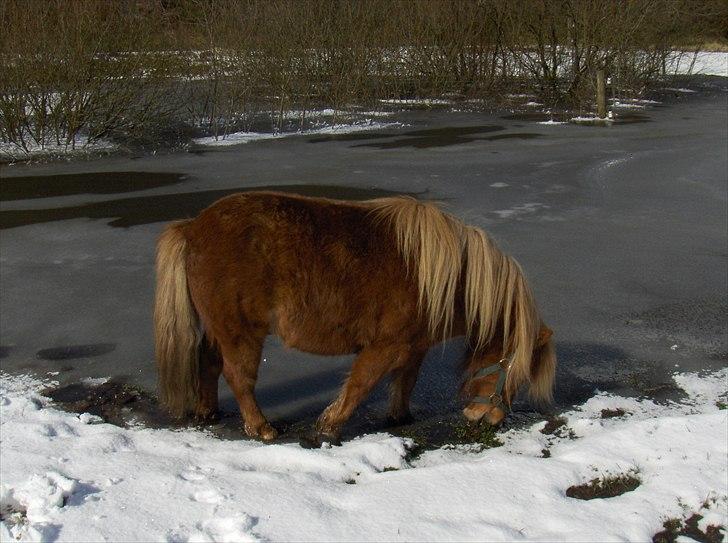 Shetlænder Thor - Nam der var græs:P billede 6