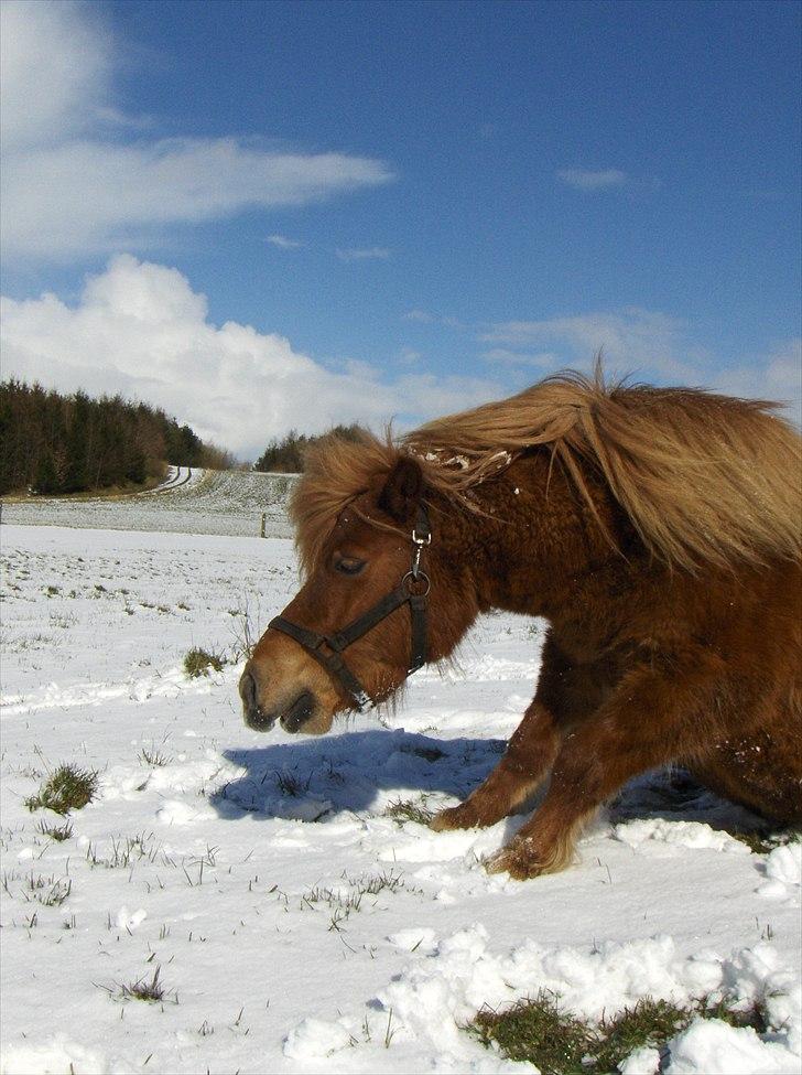 Shetlænder Thor - Puuh det er hårdt:P billede 7