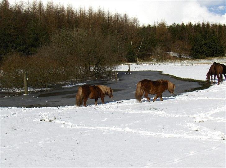 Shetlænder Thor - HiHi kongens efterfølger billede 8