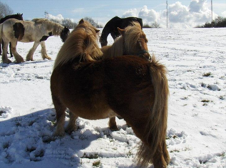 Shetlænder Thor - Thor, Odin og deres venner<3 billede 9