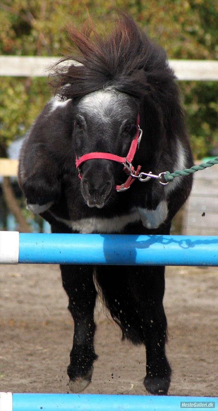 Shetlænder Trunte billede 2