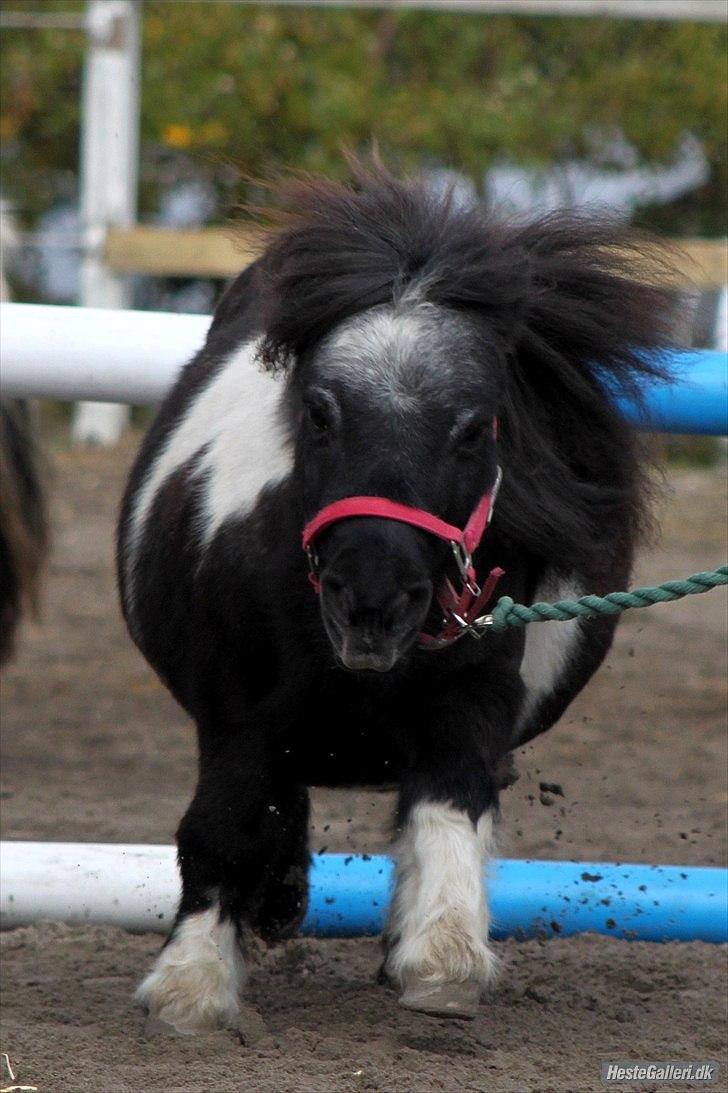 Shetlænder Trunte billede 3