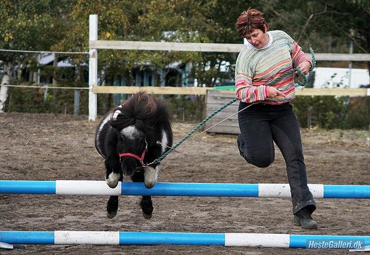 Shetlænder Trunte billede 4