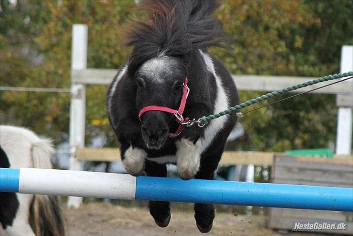 Shetlænder Trunte billede 5