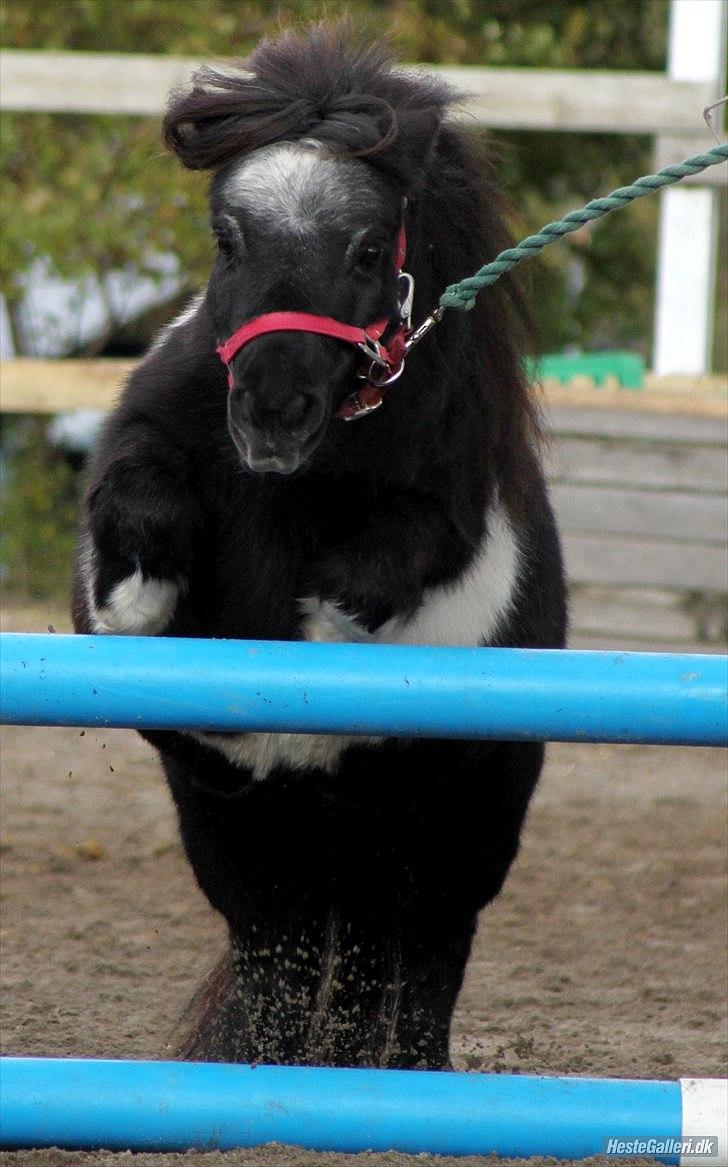 Shetlænder Trunte billede 6