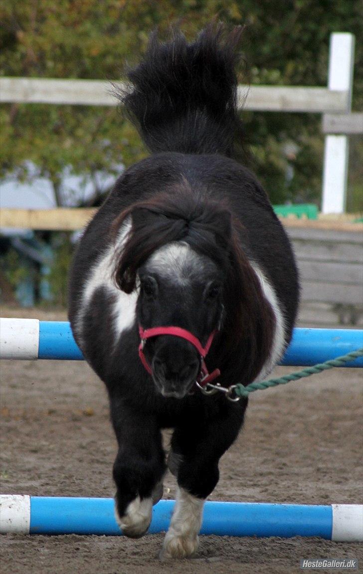 Shetlænder Trunte billede 7