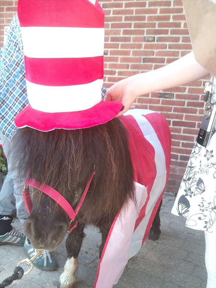 Shetlænder Trunte billede 8