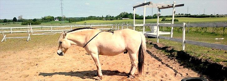 Fjordhest Legolas - Står roligt og venter på mig  billede 4