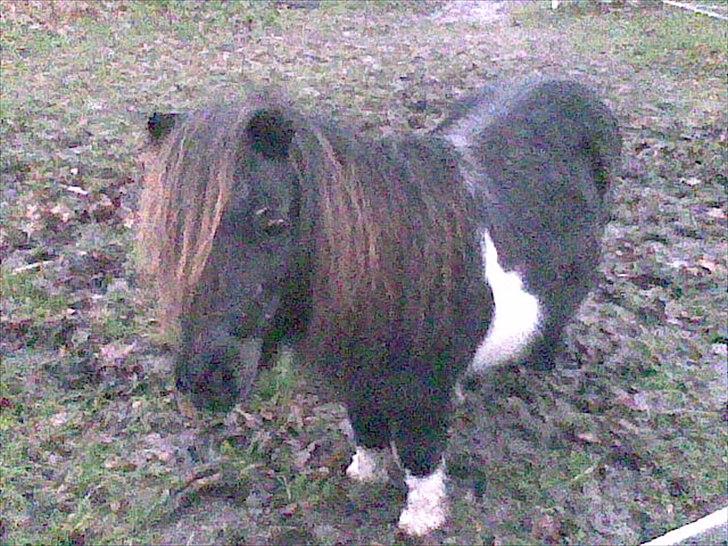 Shetlænder Trunte billede 9