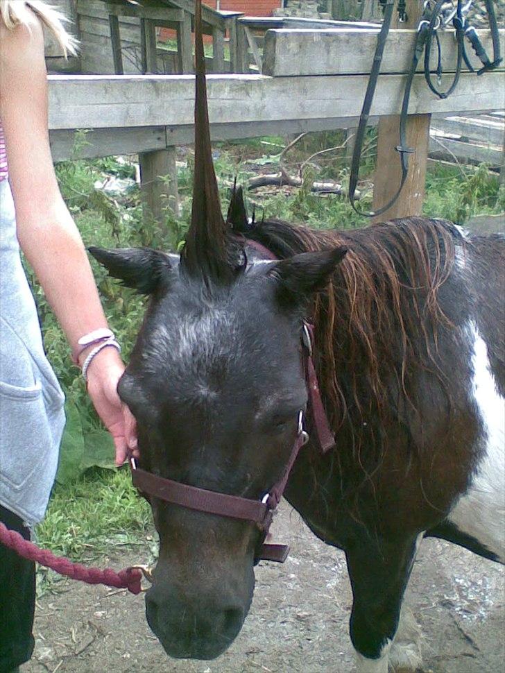 Shetlænder Trunte billede 10