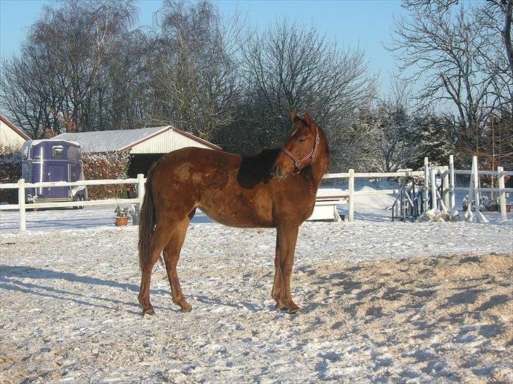 Dansk Varmblod Stagsteds Desire De Revel(Majas) billede 7