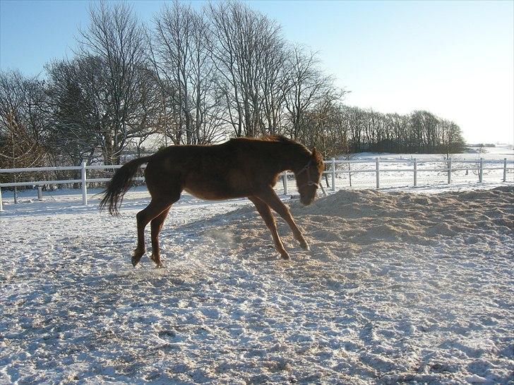 Dansk Varmblod Stagsteds Desire De Revel(Majas) billede 8