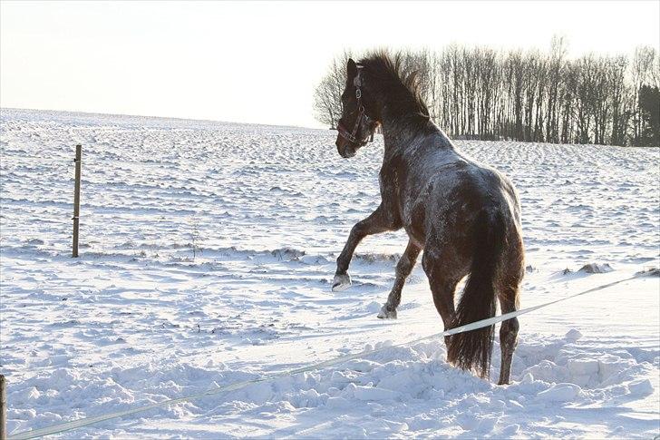 Dansk Varmblod Santana billede 15