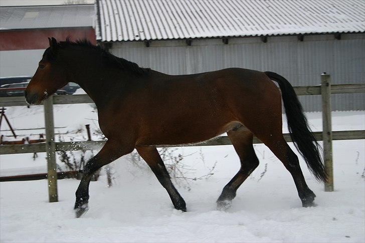 Welsh Cob (sec D) Lesto Dalton Solgt  billede 3