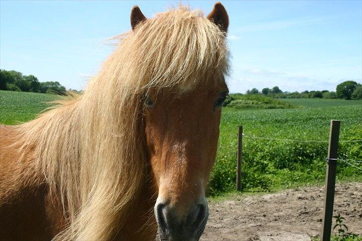 Islænder Raud Stjerni - uuuh.. en lækker man!!:D billede 7