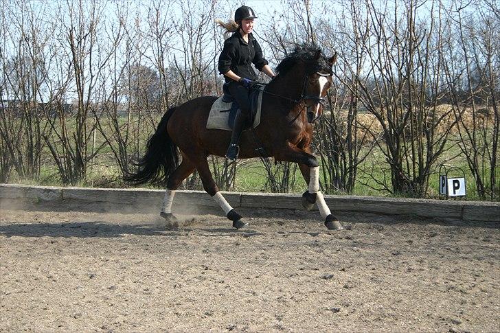 Welsh Cob (sec D) Lesto Dalton Solgt  billede 5