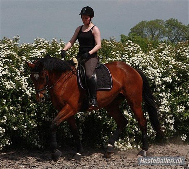 Trakehner Coriana "R" - Dressurkursus juni 2010 billede 1
