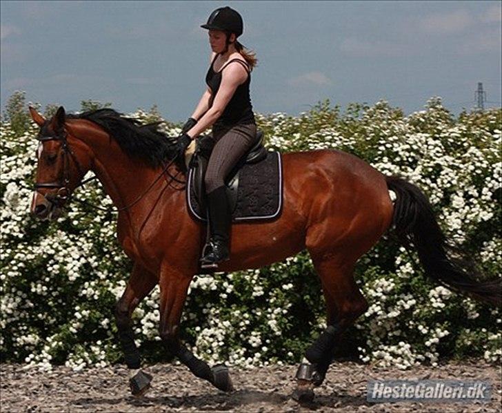 Trakehner Coriana "R" - Dressurkursus juni 2010 billede 2
