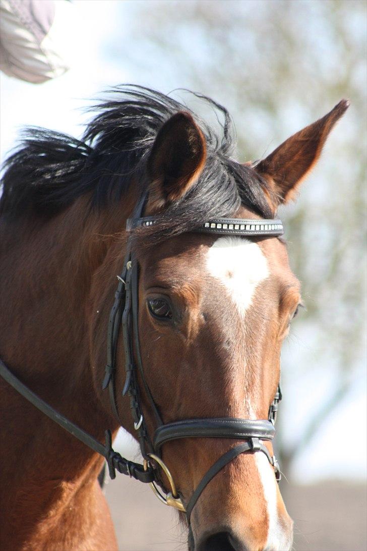 Trakehner Coriana "R" - Corianas dejlige hoved billede 3
