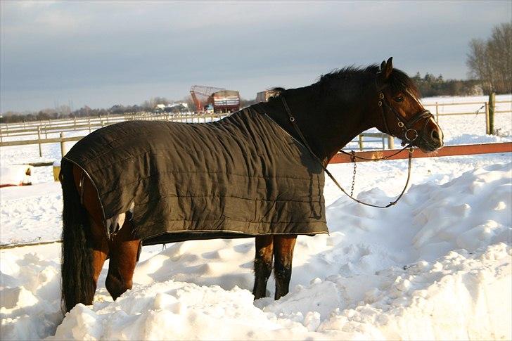 Welsh Cob (sec D) Lesto Dalton Solgt  billede 7