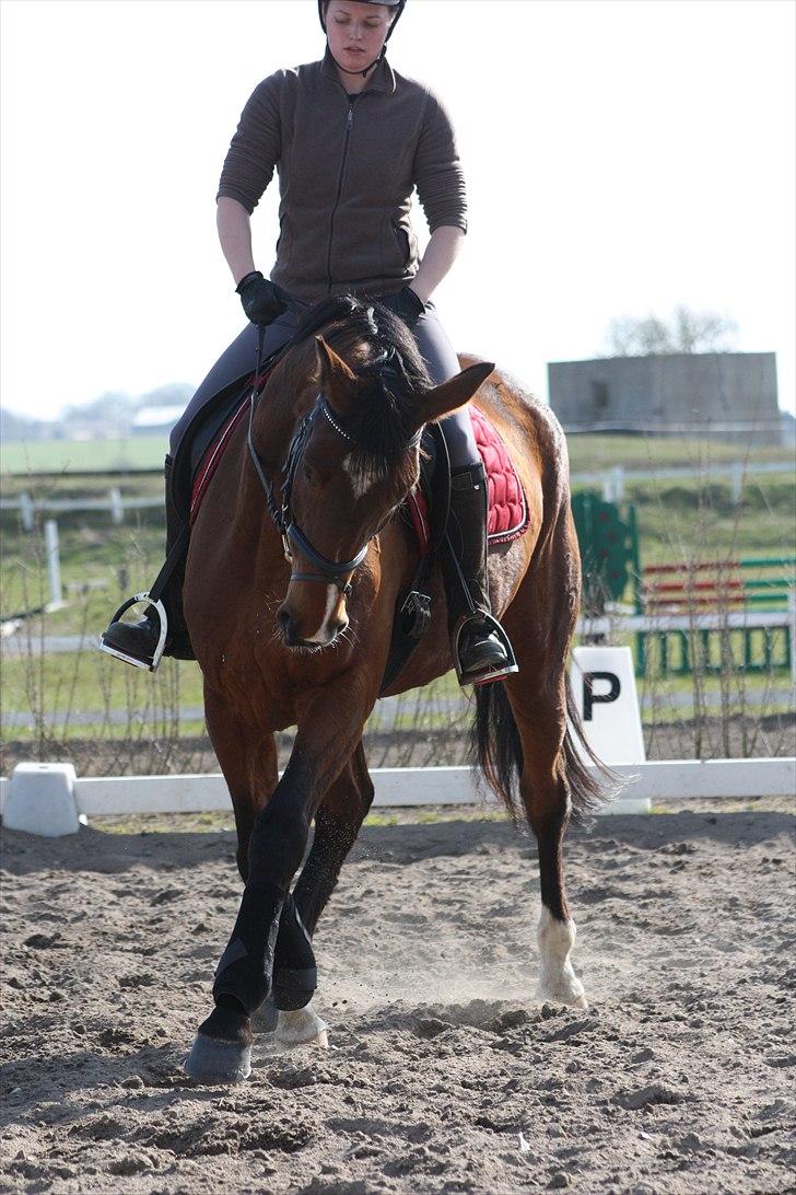 Trakehner Coriana "R" - Dyb koncentration til undervisning i marts 2010 billede 4
