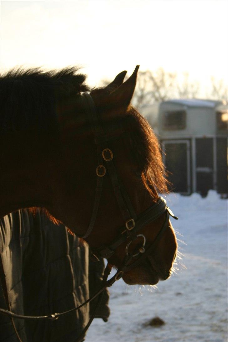 Welsh Cob (sec D) Lesto Dalton Solgt  - smukke! :* billede 8