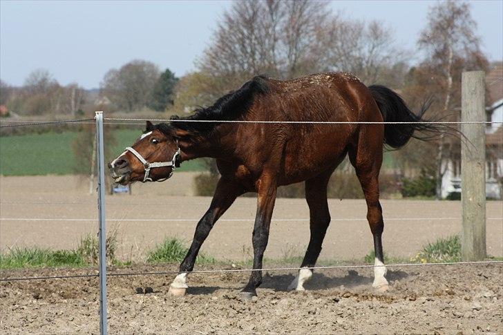 Trakehner Coriana "R" - Der er ikke noget bedre end en rulletur efter endt undervisning billede 5