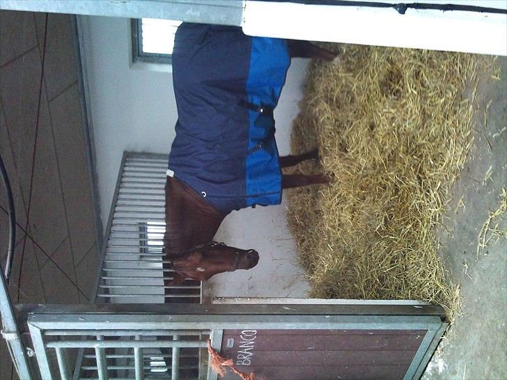 Anden særlig race Branco.  billede 5