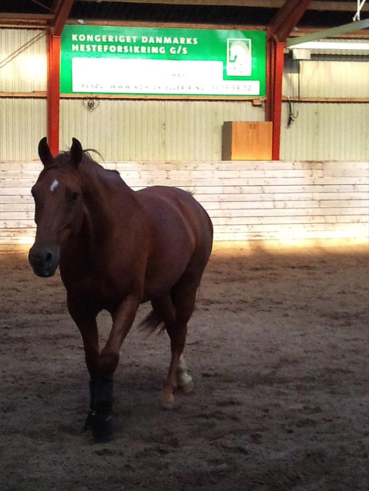 Anden særlig race Branco.  - han er bare så smuk på det her billed :) billede 6