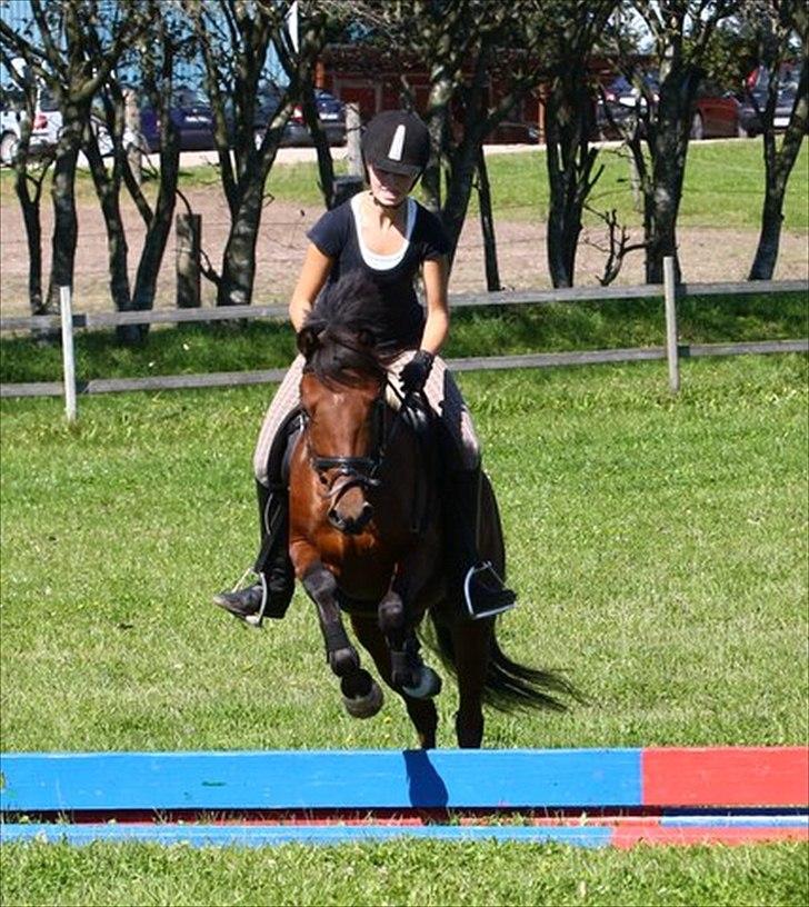 Anden særlig race Vordegaards Matti - Vores første spring sammen! :D dygtig Maddi <3 billede 9