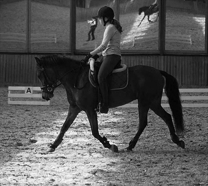 Anden særlig race Vordegaards Matti - dressur-kursus! Han gik SUPER godt :P billede 10