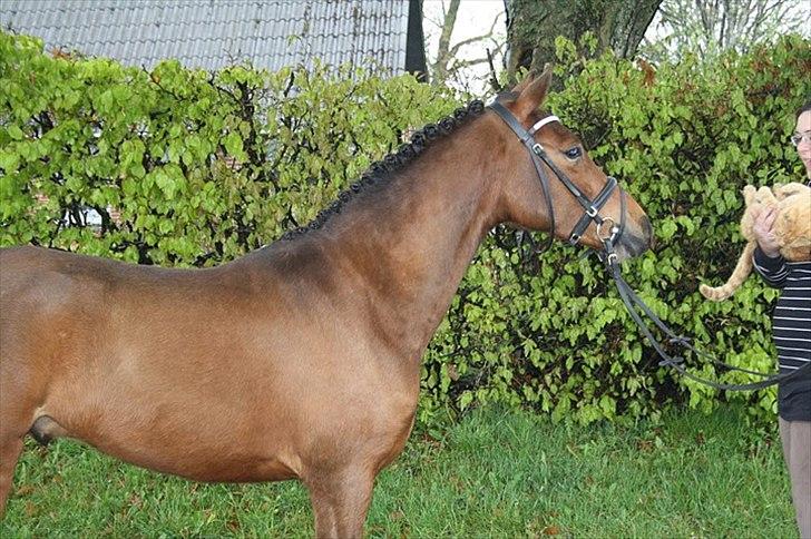 Anden særlig race Vordegaards Matti billede 11