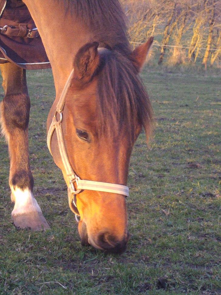Anden særlig race Vordegaards Matti - elsker den hest! billede 13