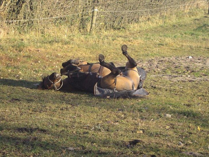 Anden særlig race Vordegaards Matti - skøre Maddi.. <3 billede 14