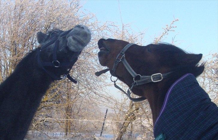 Anden særlig race Vordegaards Matti - Maddi og nøgendamen <3 billede 15