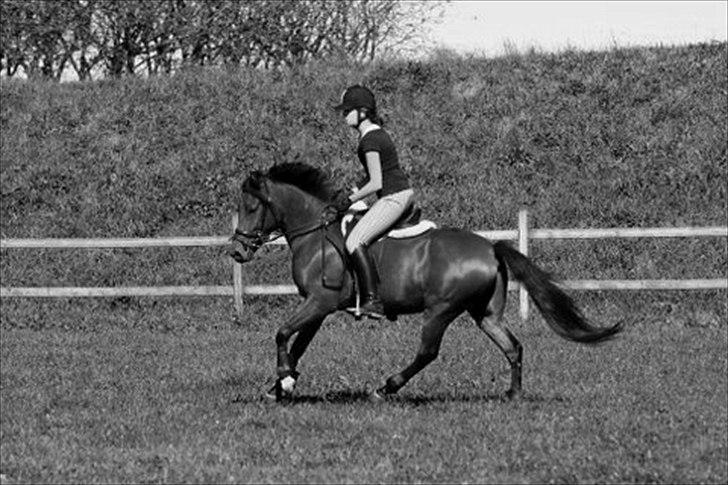 Anden særlig race Vordegaards Matti - dejlig galop op springbanen sommer 2010 :) billede 16