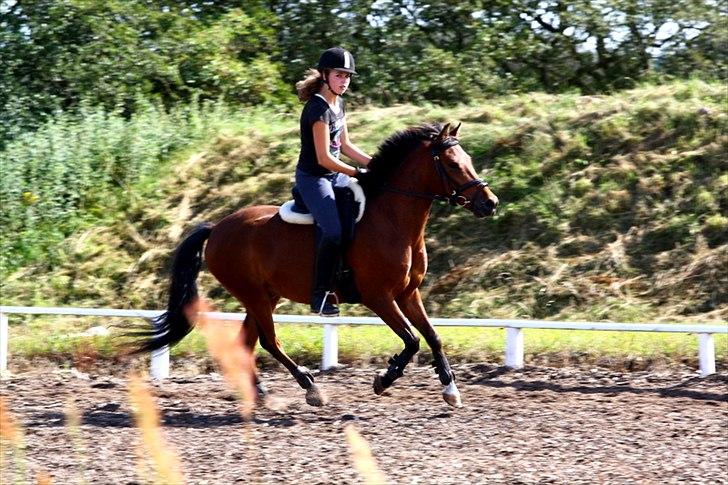 Anden særlig race Vordegaards Matti - han går meget bedre i galoppen nu, men super skønt billede any ways :D billede 17