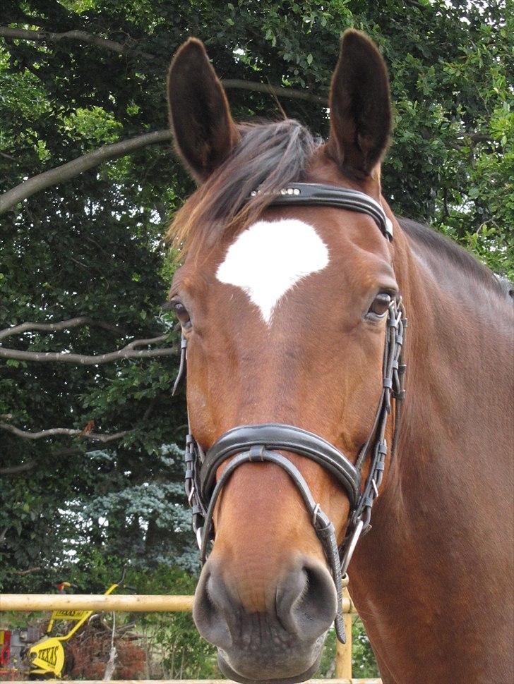 Dansk Varmblod Zikzak billede 1