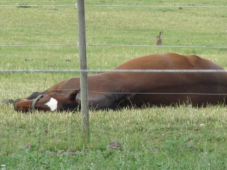 Dansk Varmblod Zikzak billede 2
